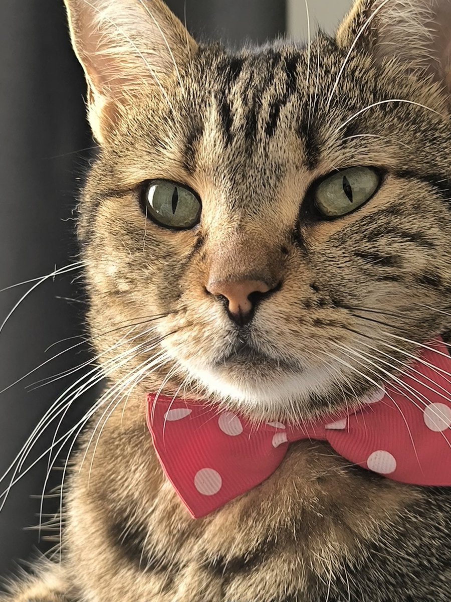 🍀🌿🍀 Have a peaceful New month and New week my dear friends thanks for all 🙏🍀🌿🍀 📸 By askgercekse my Cat LUNA 📸
 ☮️♥️☮️ #Peace #love #PeaceAndLove #nowars #cat #catlovers #peaceful #Happiness #animals ☮️♥️☮️