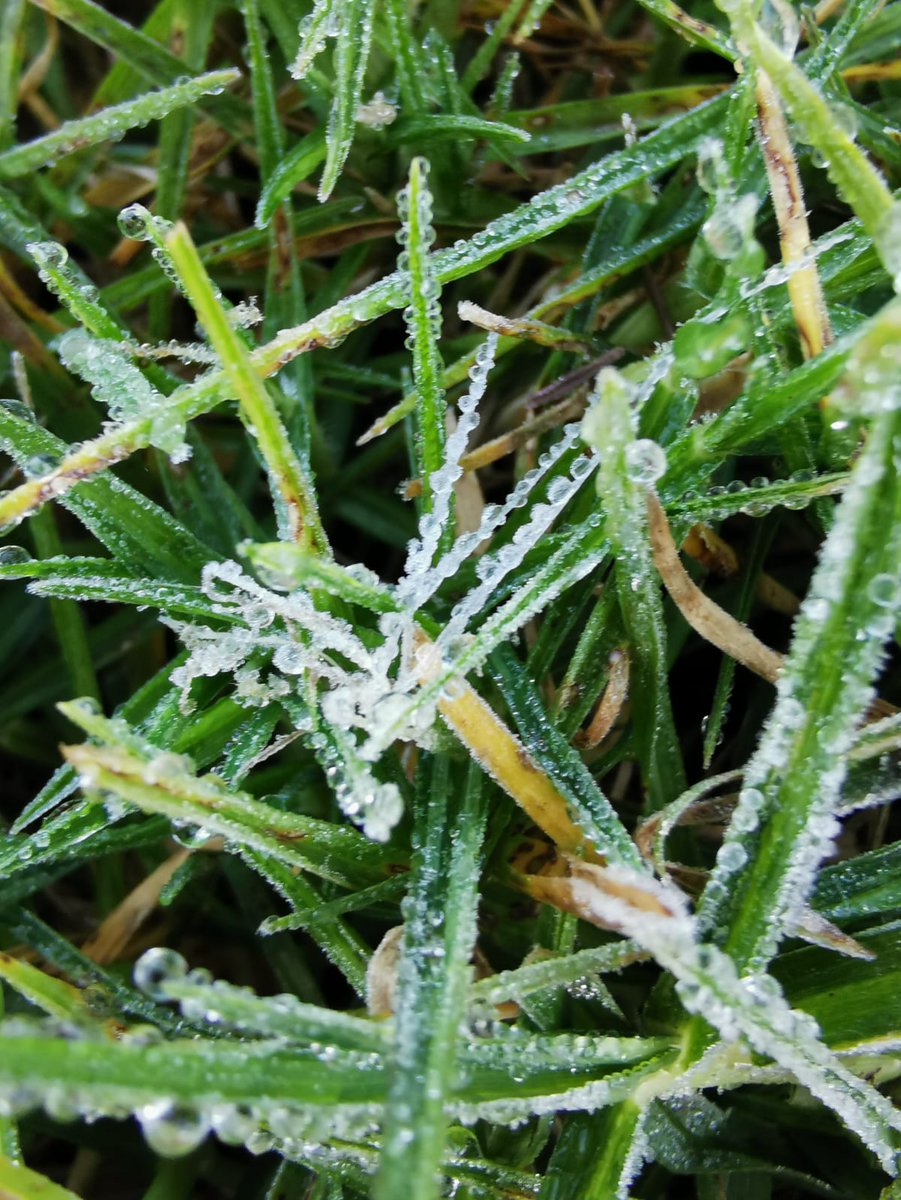 Durante el amanecer de hoy 02 de #Noviembre de 2025, <a href="/NavarroLang/">LANG</a> registró lo que podemos considerar como la 1ra helada de la temporada 2025 - 2026, en San Cristóbal de las Casas #Chiapas.
La Tmín registrada en la estación H. Puente Morelos y en el Obs San Cristóbal fue de 4.5 °C