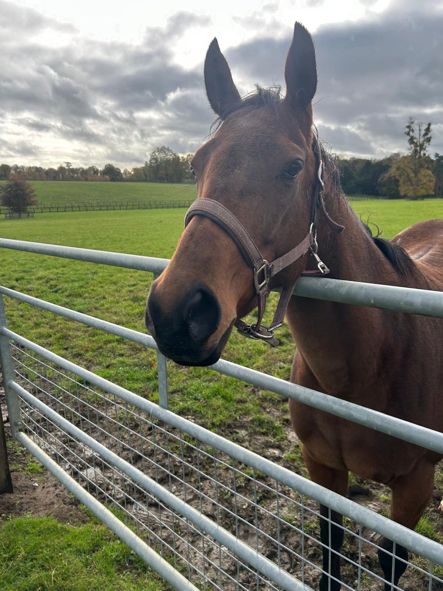 James Savage tweet media