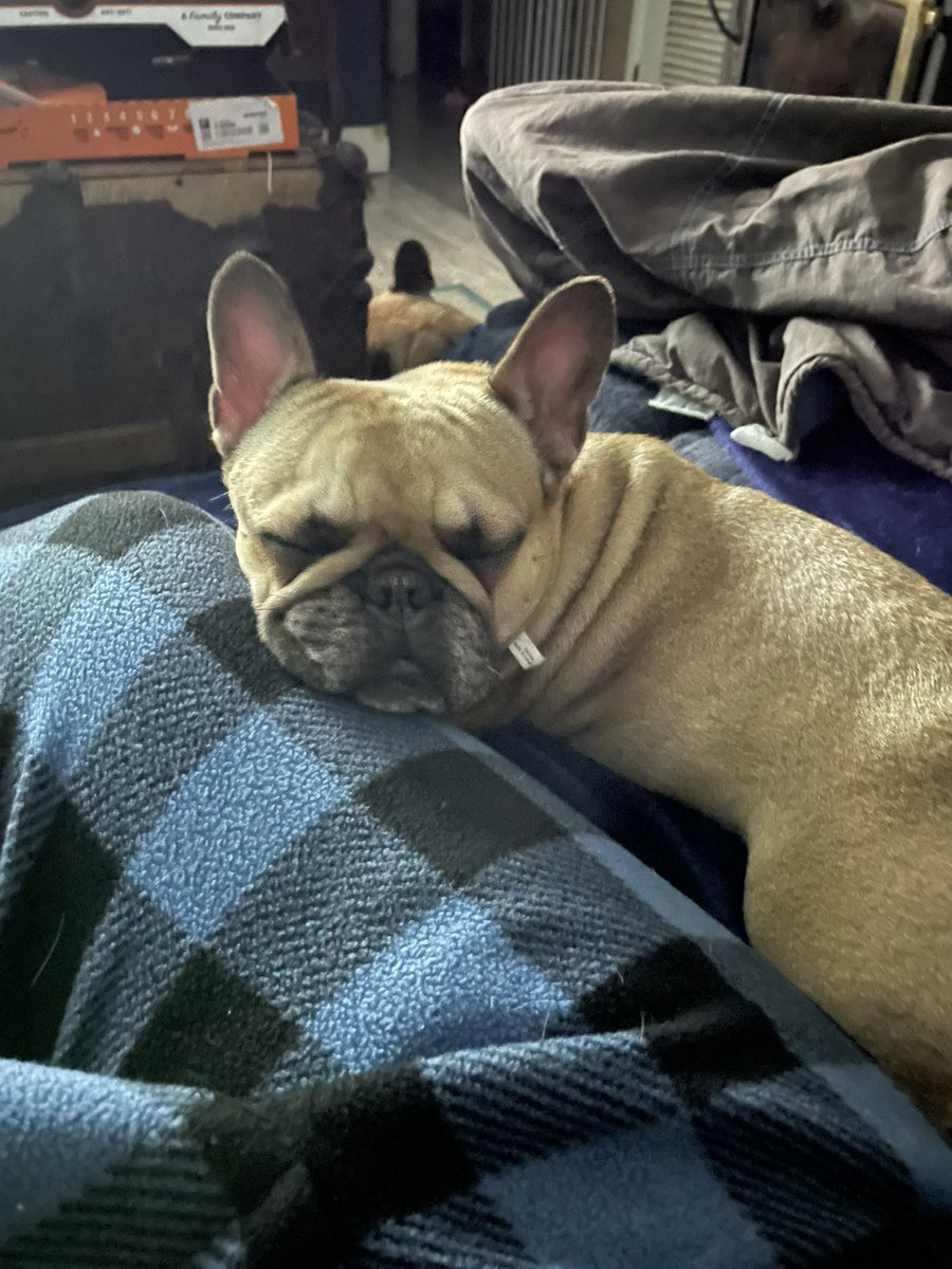 MAURICE_Wrestle's tweet image. There is a 3rd… her name is Frida 

#Frenchie #Bulldog #FrenchBulldog