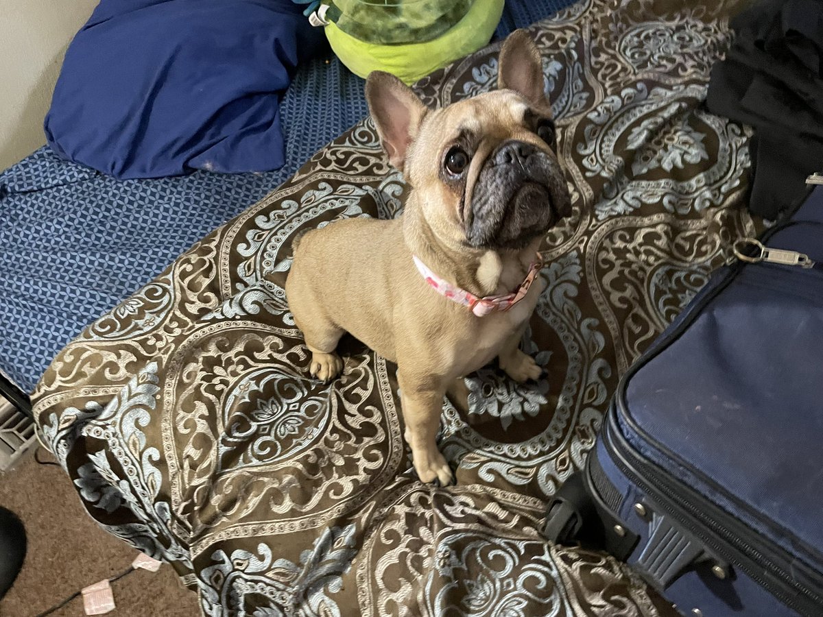 MAURICE_Wrestle's tweet image. There is a 3rd… her name is Frida 

#Frenchie #Bulldog #FrenchBulldog