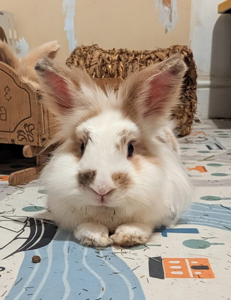 I met Boris today. 
Can you give him a like please. I told his mum that X love rabbits and our community is really supportive ❤️