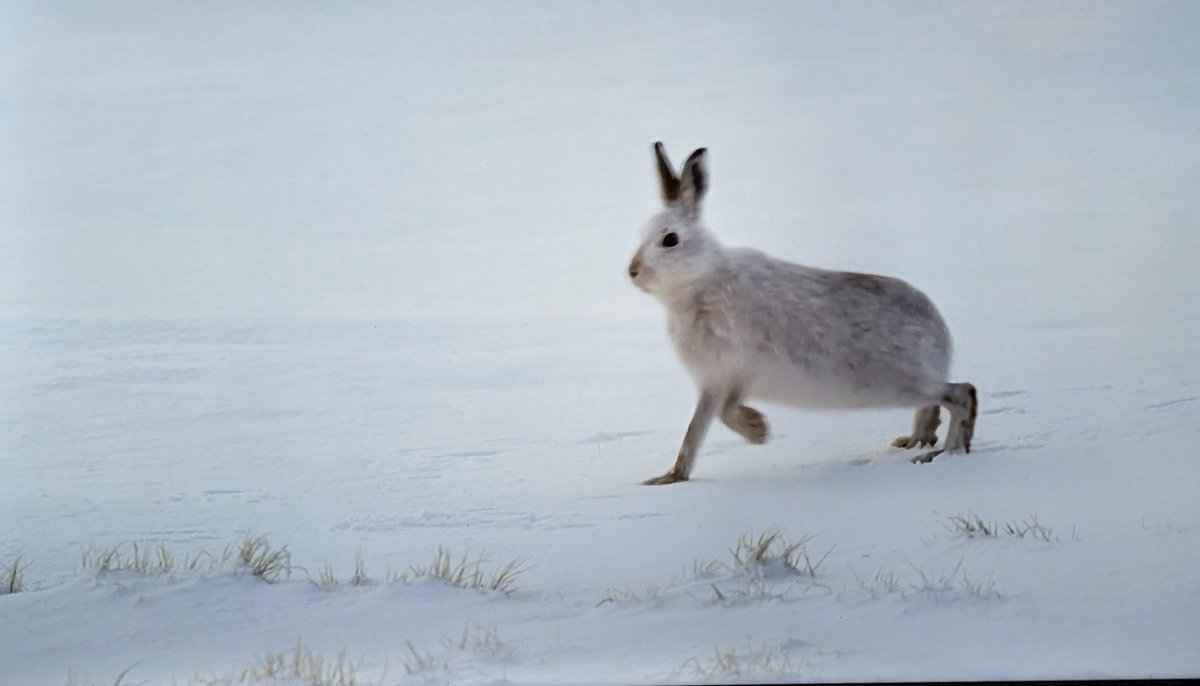Even a hare needs a big stretch...

#HamzasHiddenWildIsles