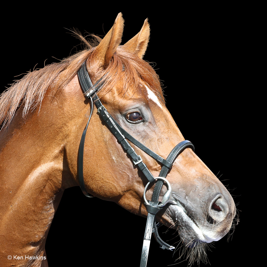 I thought it was a wonderful Breeders Cup meeting this year. Many highlights, among them for me, Notable Speech for <a href="/godolphin/">Godolphin</a> winning the Breeders Cup Mile under a fantastic ride from <a href="/WilliamBuickX/">William Buick</a>. Trained by Charlie Appleby.