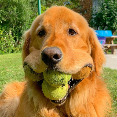 tnlsol's tweet photo. A dog has not ran in the market recently since it is pretty slow people have an issue with holding coins

Finley a famous dog for holding things in his mouth that can literally hold more than you, can run and save this market

Lets all send $Finley !!  if he can hold so can you

IG / https://t.co/AUN6eDikJr

CA/ DK5dkd54vyYRqfJcsbGXLFyD41uRhXfmDokCsTz6pump