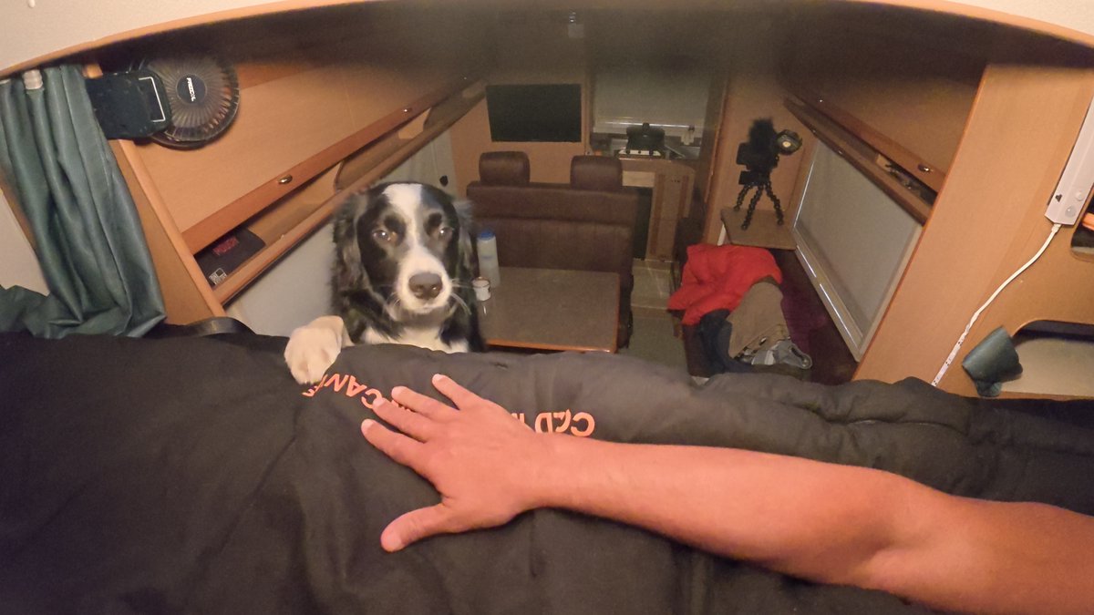 New video up in 30 minutes.  Did Bernie finally figure out how to climb onto my bed?  ❤️AB