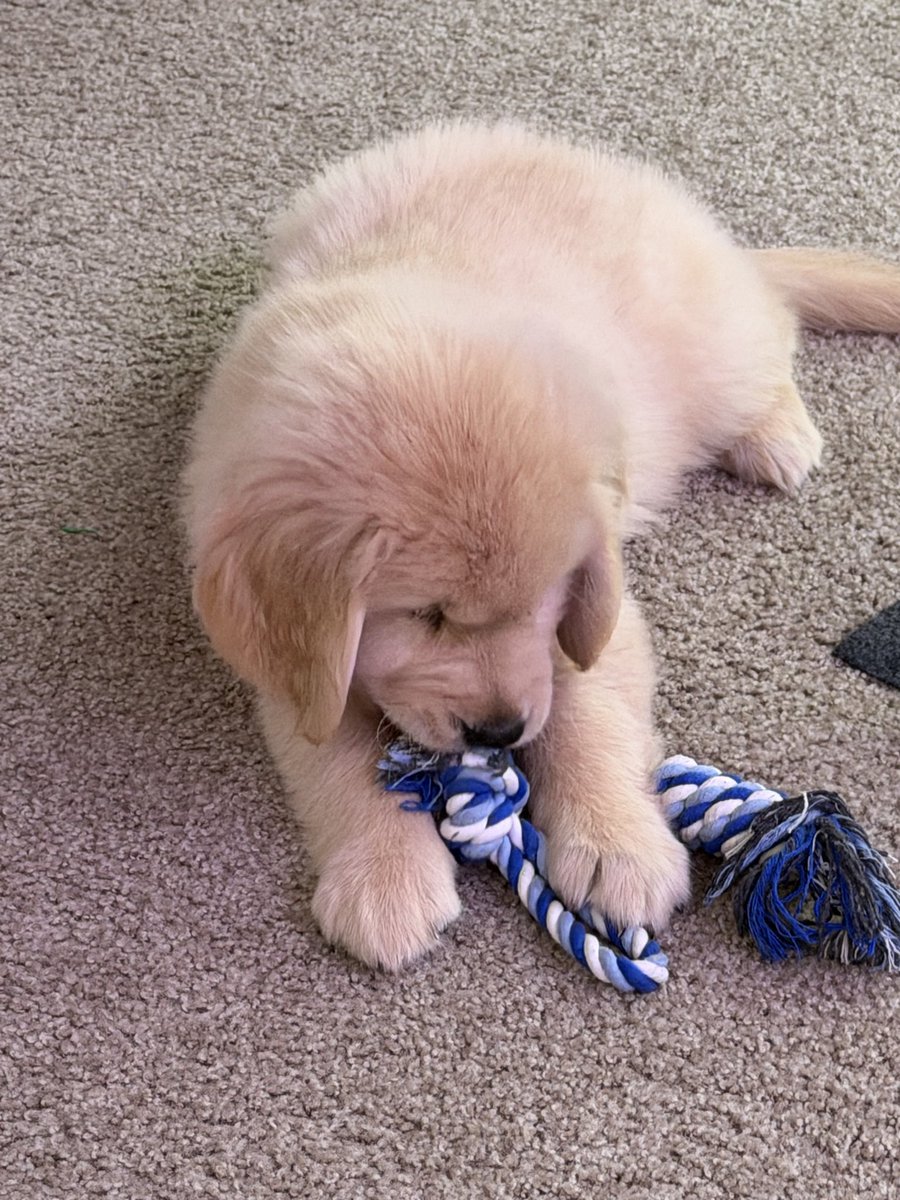 biteyrix's tweet image. Parenting is hard… but he is ADORABLE