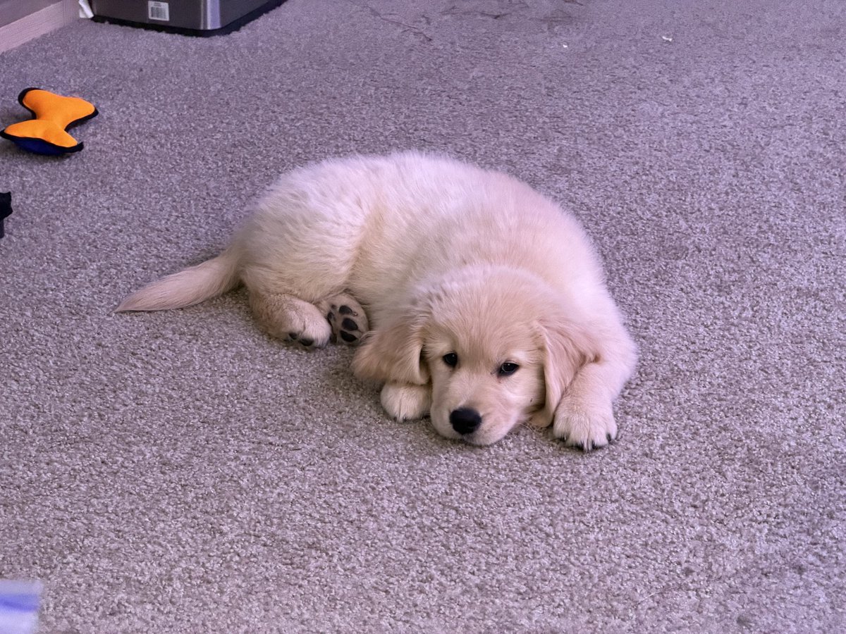 biteyrix's tweet image. Parenting is hard… but he is ADORABLE