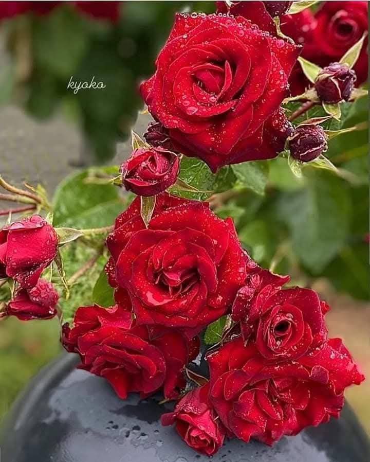 لِمَن الورد  اليوم..؟
الورد الجوري لكم أينما كنتم ، و كَيفما كنتم ، و مهما تمنَّعتم ، لكم سواءً رفضتم أم قبلتم ..😊🌹

و لي أنا ابتسامتكم...
 مساء_الخير للمارّين بالصدفة..❤️🌹