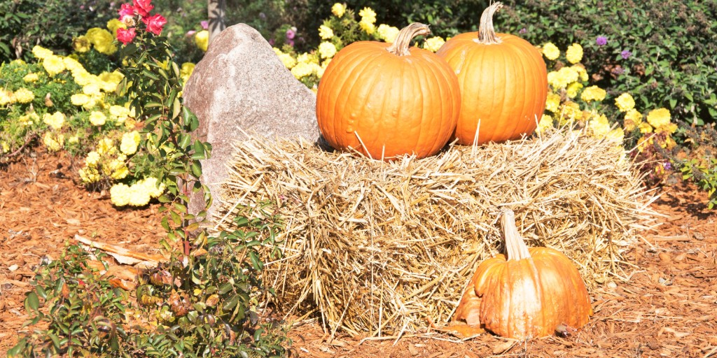 Time to toss the fall décor? 🎃🍁
Pumpkins, corn stalks &amp; straw can be set out with your curbside yard waste. 
Or you can donate them to a local farm or zoo as animals may enjoy them! 🐐 (Check if donations are accepted.)

Details 👉 aurora.ca/YardWaste