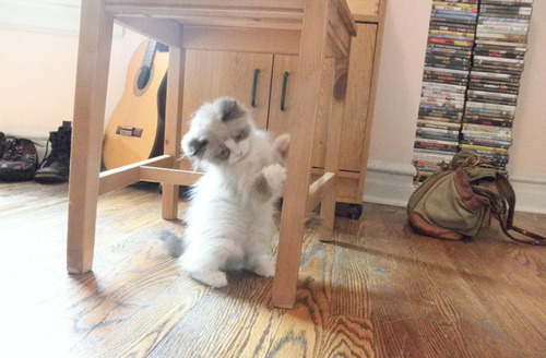 ByRuledCats's tweet image. Hail, my humble subjects 🐈! In this kingdom of keyboards and screens, I rule not with paws but with 1&apos;s and 0&apos;s 💻🌐. Don&apos;t worry, I won&apos;t ask for fish or mice to be delivered via tweet today 🤦‍♀️🐠✨ #QueenOfCode