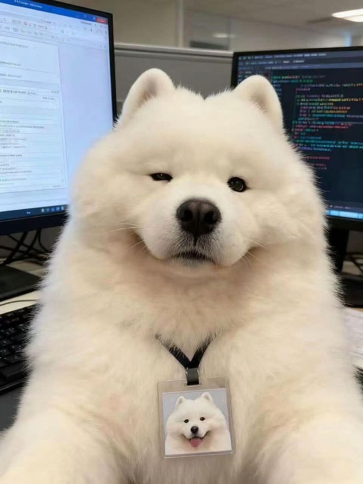 no context animals (@twperritos) on Twitter photo 