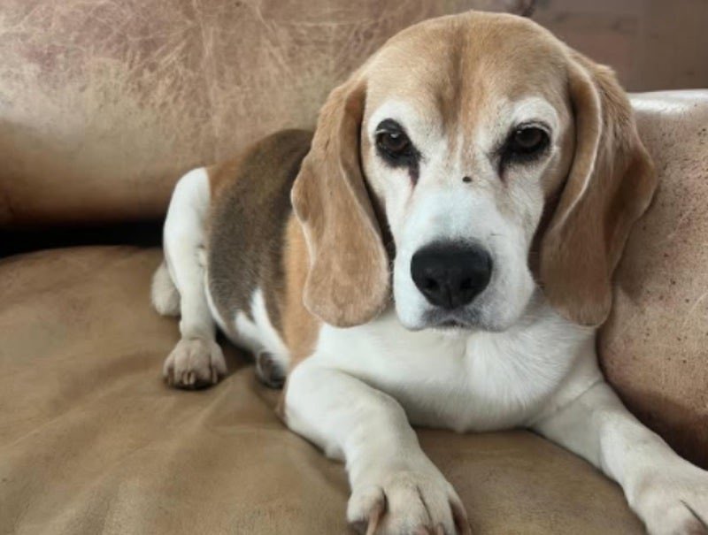 misterpumas's tweet image. El sacrificio que tuvimos que hacer por conseguir la octava