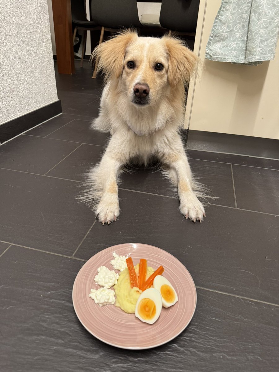 Immer wieder Sonntags bekomme ich mein Ei dübüdpbü düp🎶🎼
#Wochenendei
#Twitterrudel