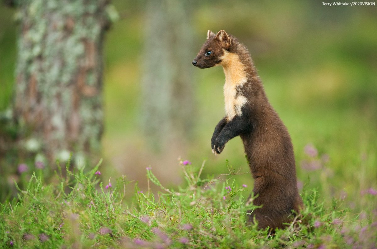 What an amazing hide on #HamzasHiddenWildIsles! 🦦

We could watch those pine martens all day with their chestnut coats, yellow bibs, and all that curious charm🌲💛

Learn more about this species here 👉 wildlifetrusts.org/wildlife-explo…