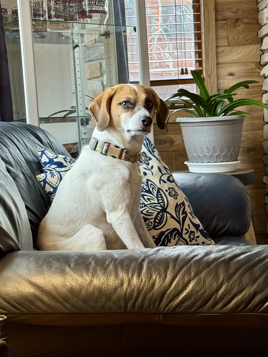 A Regal Beagle (Jack Russell mix)