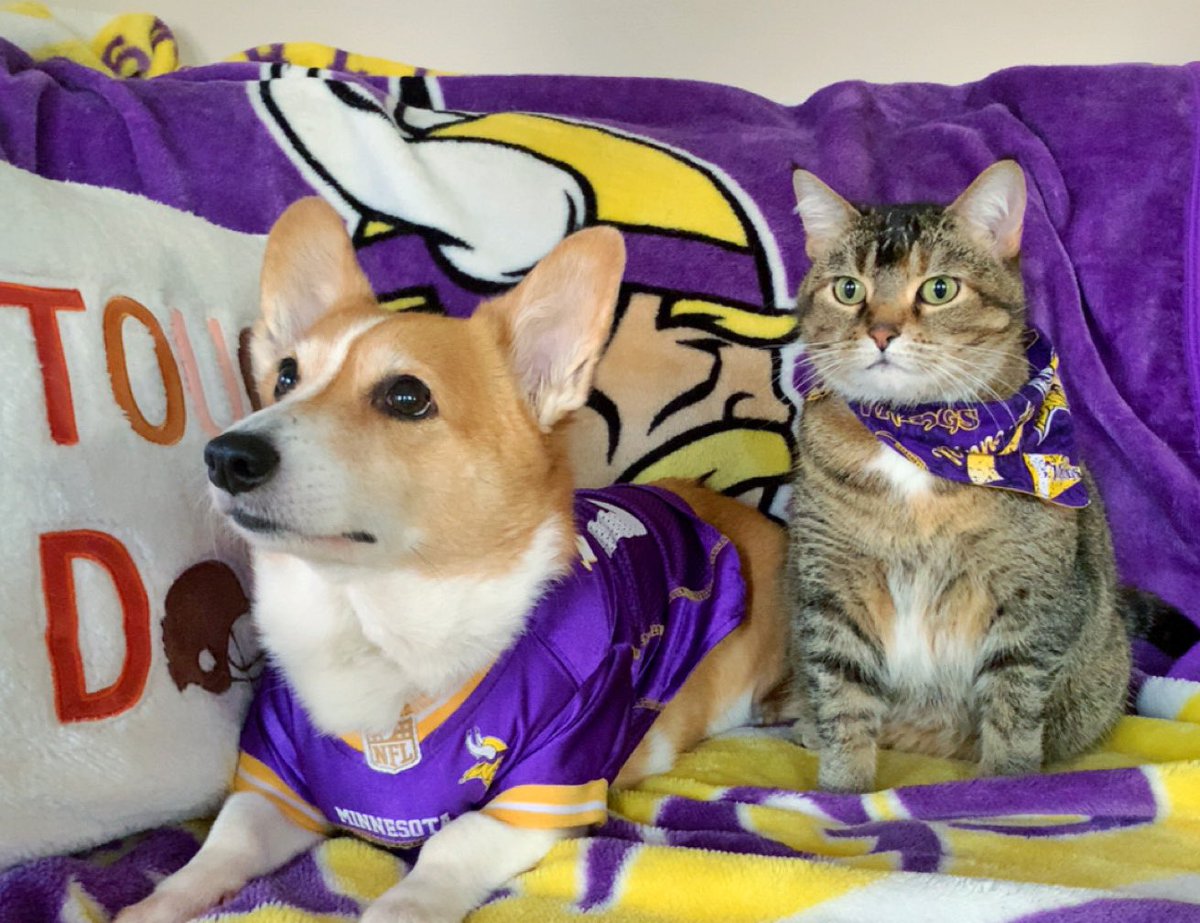 Team Corgi tweet media