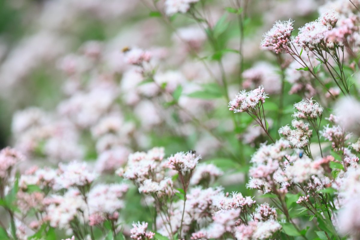 KATAR7photo's tweet image. #TLを花でいっぱいにしよう
#ファインダー越しの世界 
#キリトリセカイ
#藤袴

アサギマダラ｡⁠*ﾟ⁠+Ƹ̵̡⁠Ӝ̵̨̄⁠Ʒ｡⁠*ﾟ⁠+