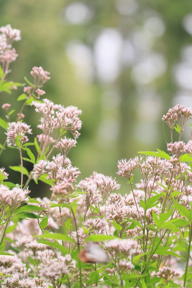 KATAR7photo's tweet image. #TLを花でいっぱいにしよう
#ファインダー越しの世界 
#キリトリセカイ
#藤袴

アサギマダラ｡⁠*ﾟ⁠+Ƹ̵̡⁠Ӝ̵̨̄⁠Ʒ｡⁠*ﾟ⁠+