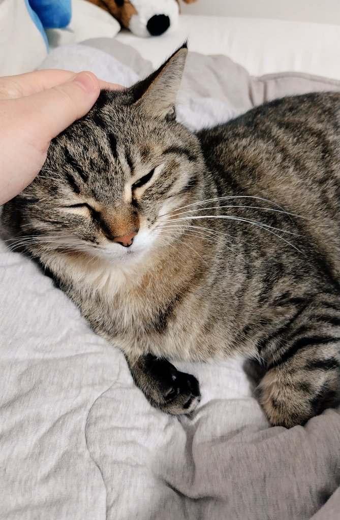 ゴロー🐾 (@cat_56chan) / Posts / X