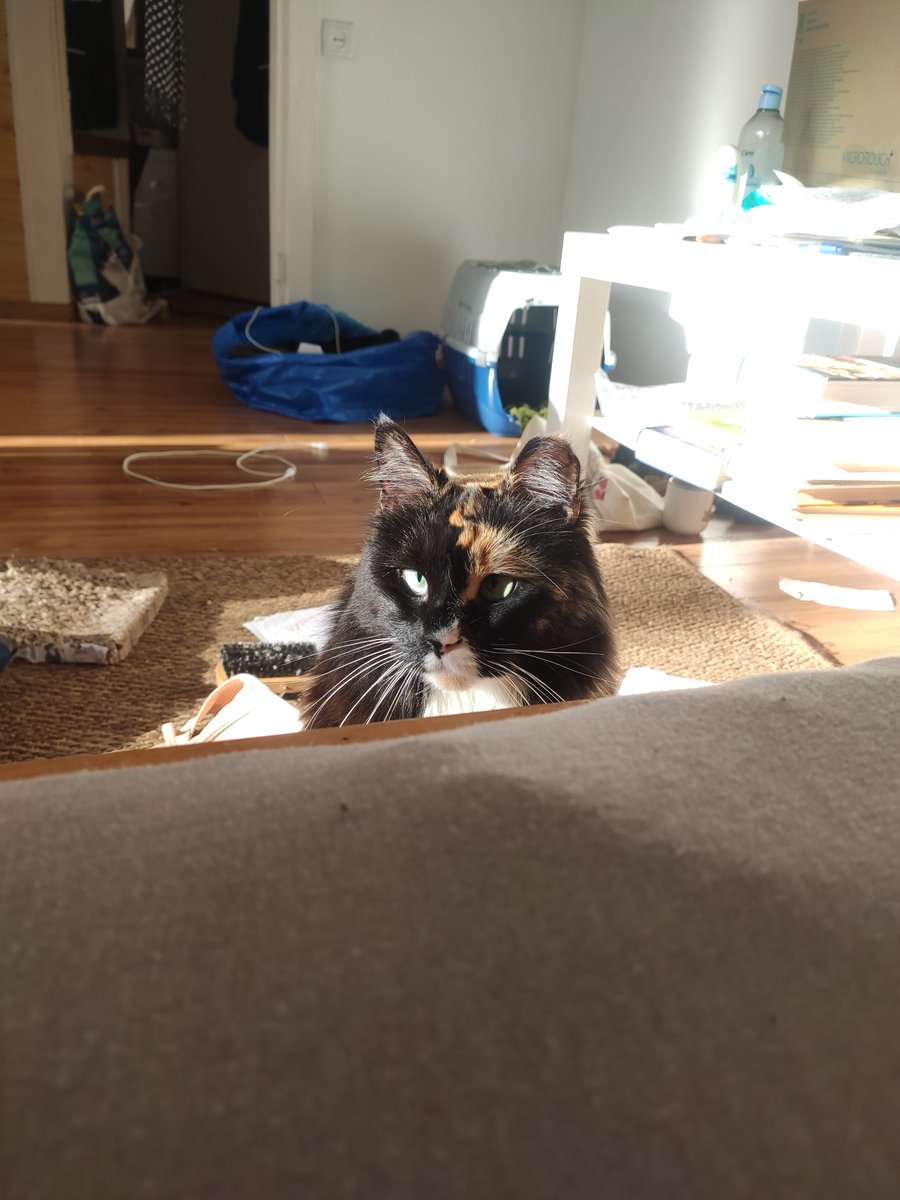 Apogs20's tweet image. Nosy 👃 What are you doing here 🔎🤔?