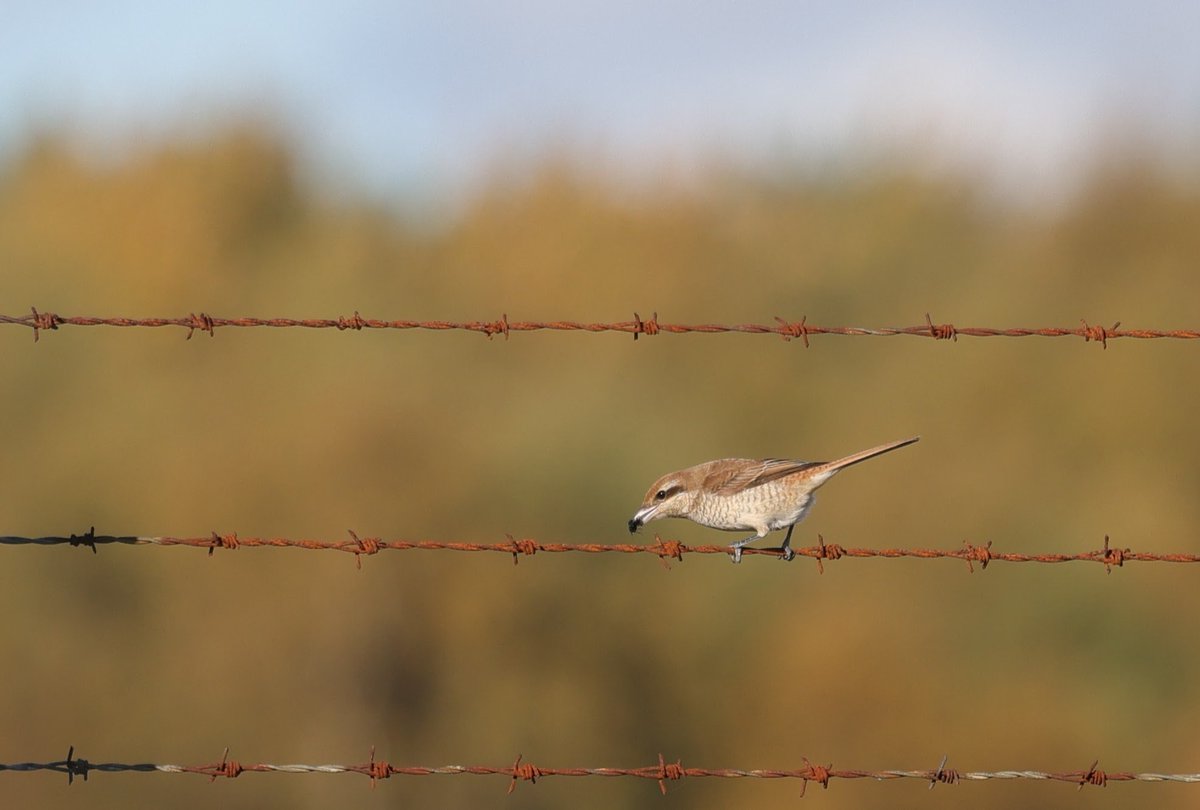 The Brown Shrike at Hollesley - what a bird! <a href="/RSPBEngland/">RSPB England</a> <a href="/WildlifeMag/">BBC Wildlife</a> <a href="/BTO_Suffolk/">BTO Suffolk</a> <a href="/suffolkwildlife/">SuffolkWildlifeTrust</a>