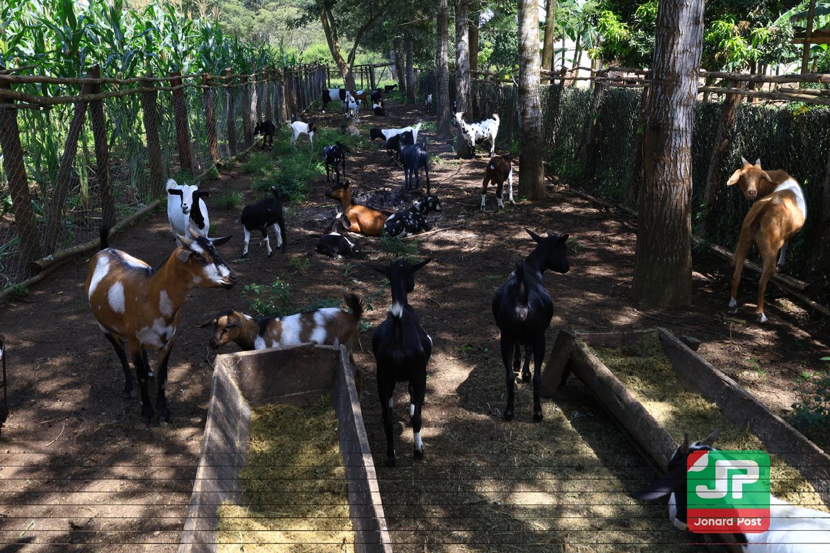 nrmwesternug's tweet image. Today Eng. Jonard Asiimwe Akiiki visited PDM beneficiaries in Kiduuma Ward who chose the advice of President Museveni. They have used small capital to venture into high-value enterprises such as poultry, goat rearing, coffee value addition, etc which requires small space or land.…