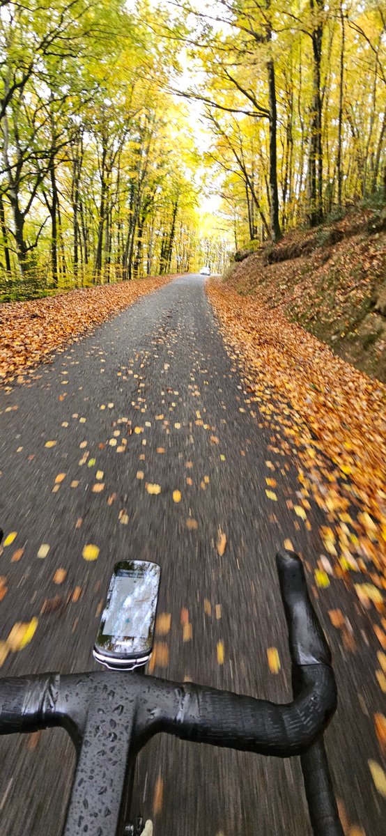 qtndrd's tweet image. 🚴‍♂️🍂