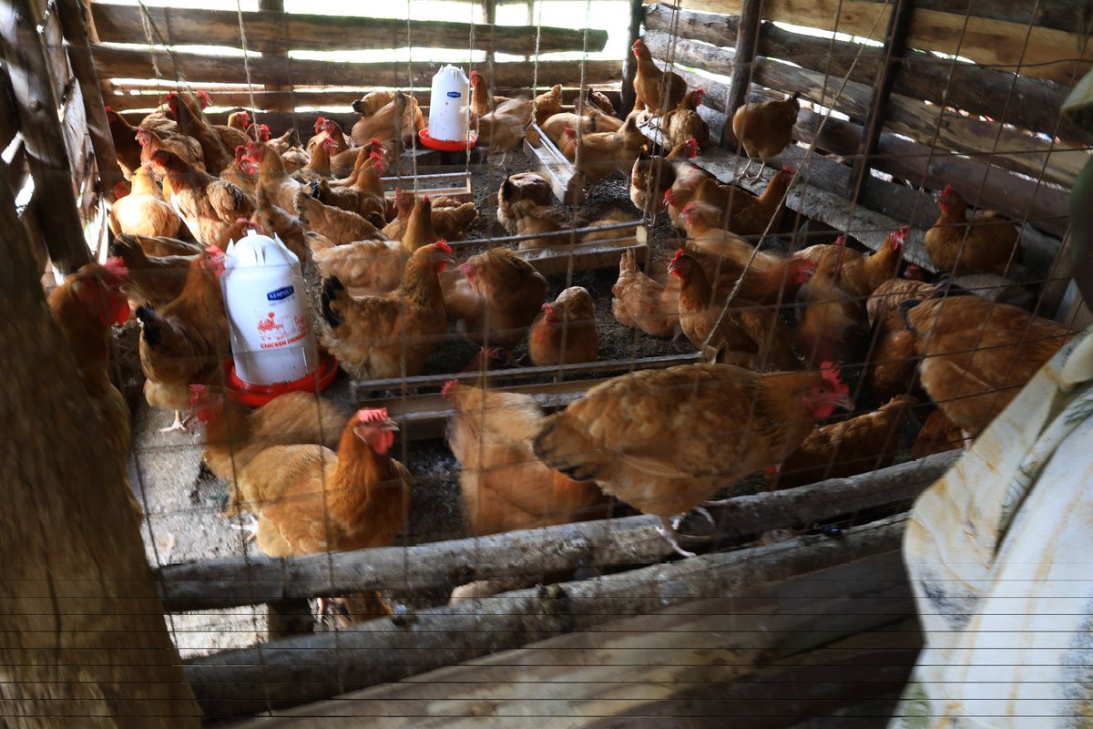 nrmwesternug's tweet image. Today Eng. Jonard Asiimwe Akiiki visited PDM beneficiaries in Kiduuma Ward who chose the advice of President Museveni. They have used small capital to venture into high-value enterprises such as poultry, goat rearing, coffee value addition, etc which requires small space or land.…