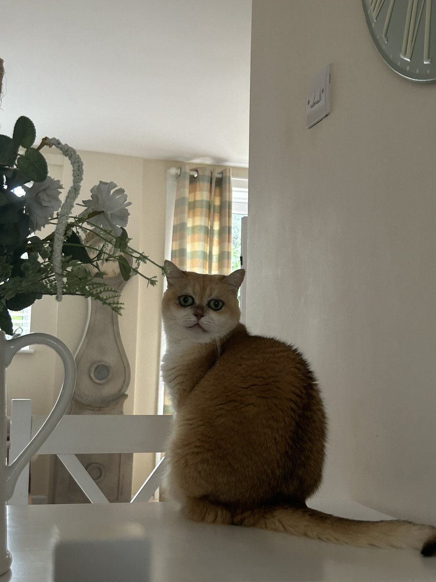 mimybug's tweet image. the cat of existential crises: