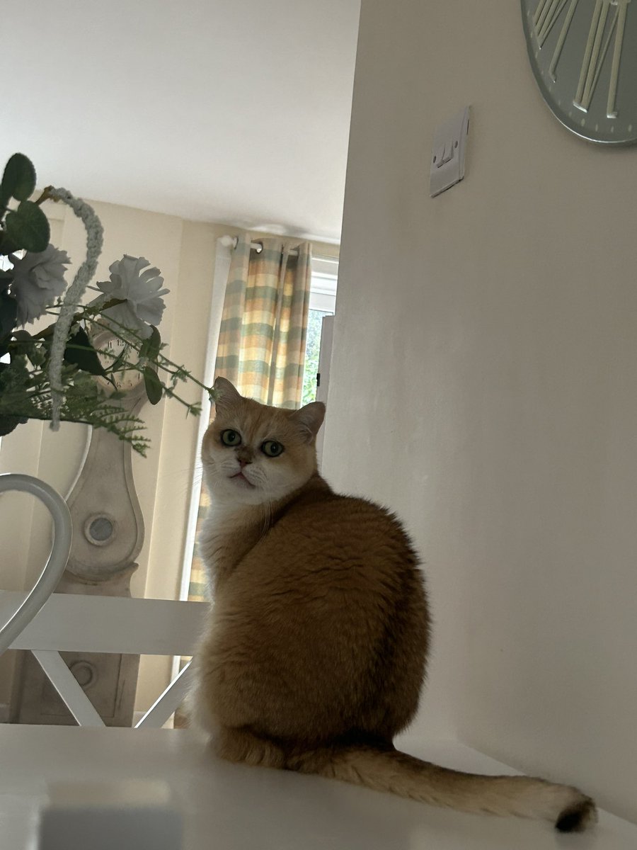 mimybug's tweet image. the cat of existential crises: