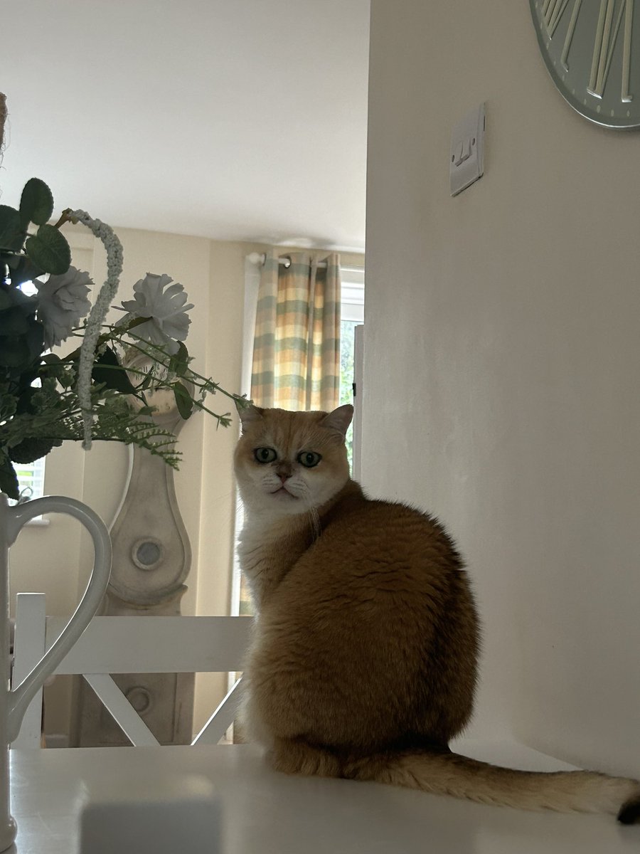 mimybug's tweet image. the cat of existential crises: