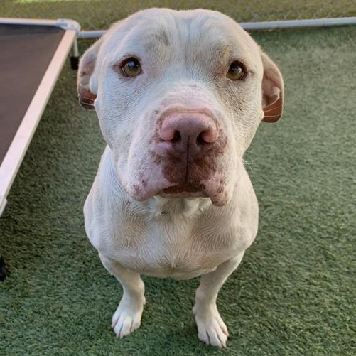 This 2-year-old Pit Bull Terrier old has a heart as big as he is! At 60lbs, Phantom is a loving and smart dog. He enjoys hanging out with staff in the play yard and receiving lots of affection. Phantom takes treats very gently and leans in for pets.

tinyurl.com/244q24rk