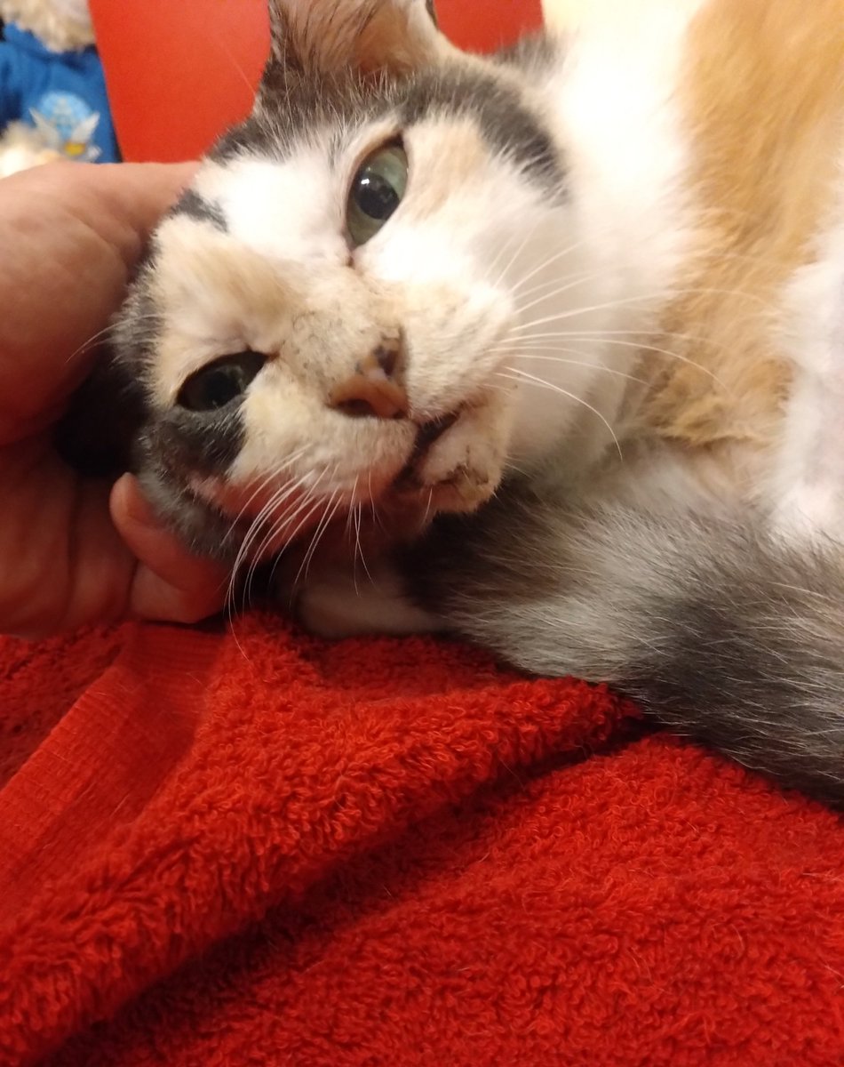 ミケちゃん「おはよ〜。今週もよろしくね〜。毛並みが良くなったわ