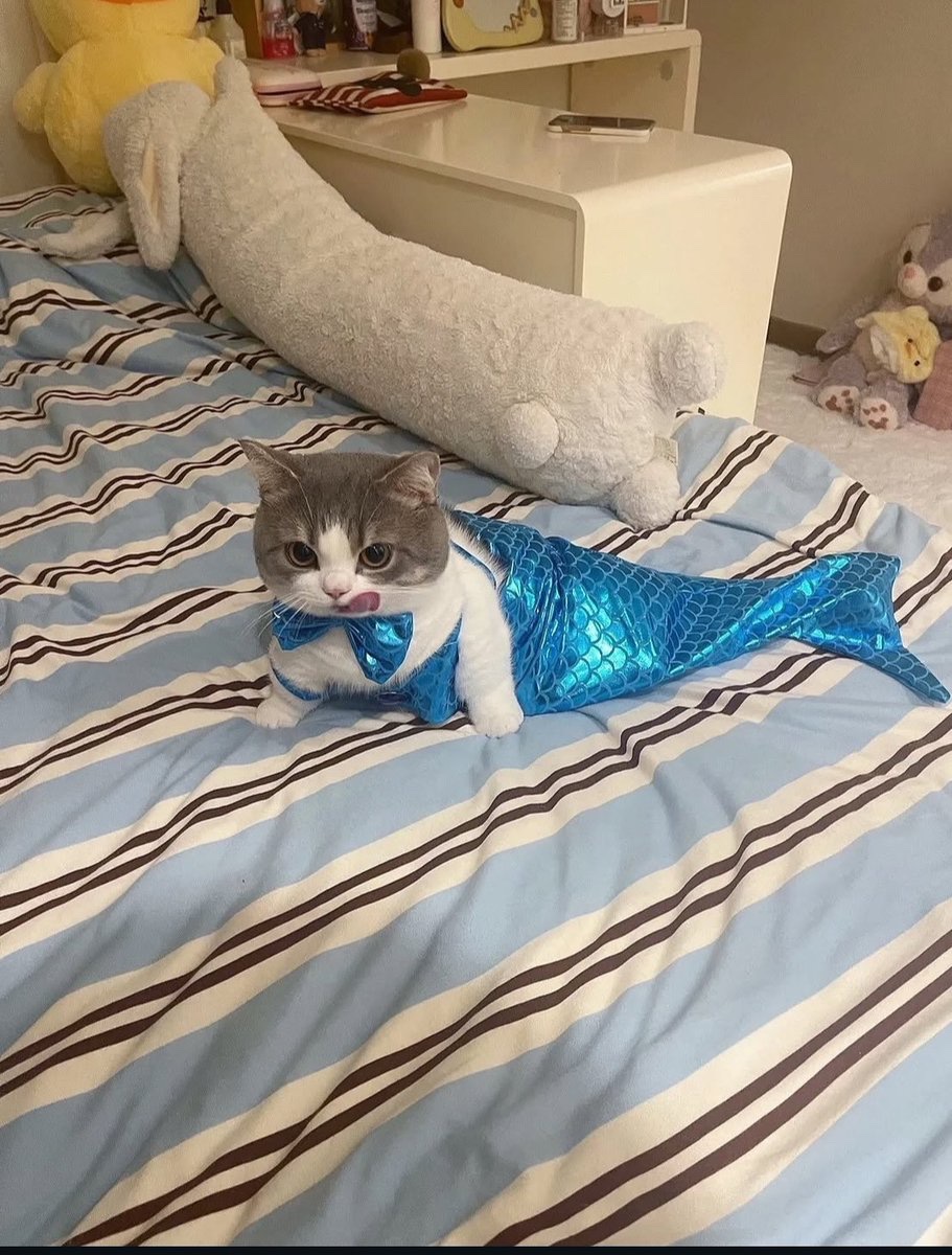 cats with powerful aura tweet media