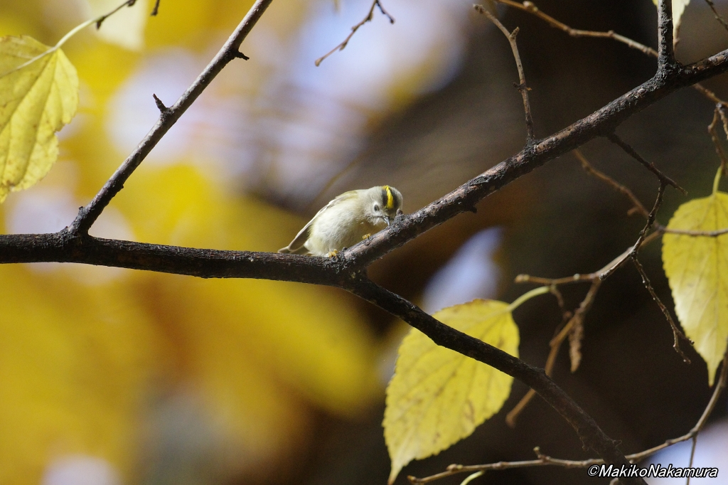 crow_research's tweet photo. キクイタダキがアブラムシを食べていた。
#キクイタダキ #Regulus_regulus #Goldcrest #MakikoNakamura #sapporocrowResearch #中村眞樹子 #NPO法人札幌カラス研究会 #PENTAX #shootpentax #pentaxk3mkiii #pentax_dfa150450 #sapporo #wildbird https://t.co/JB4gZmOBmS
