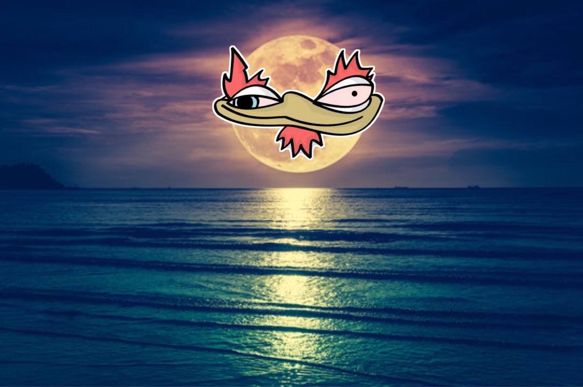 JR 🐔🪽 tweet media