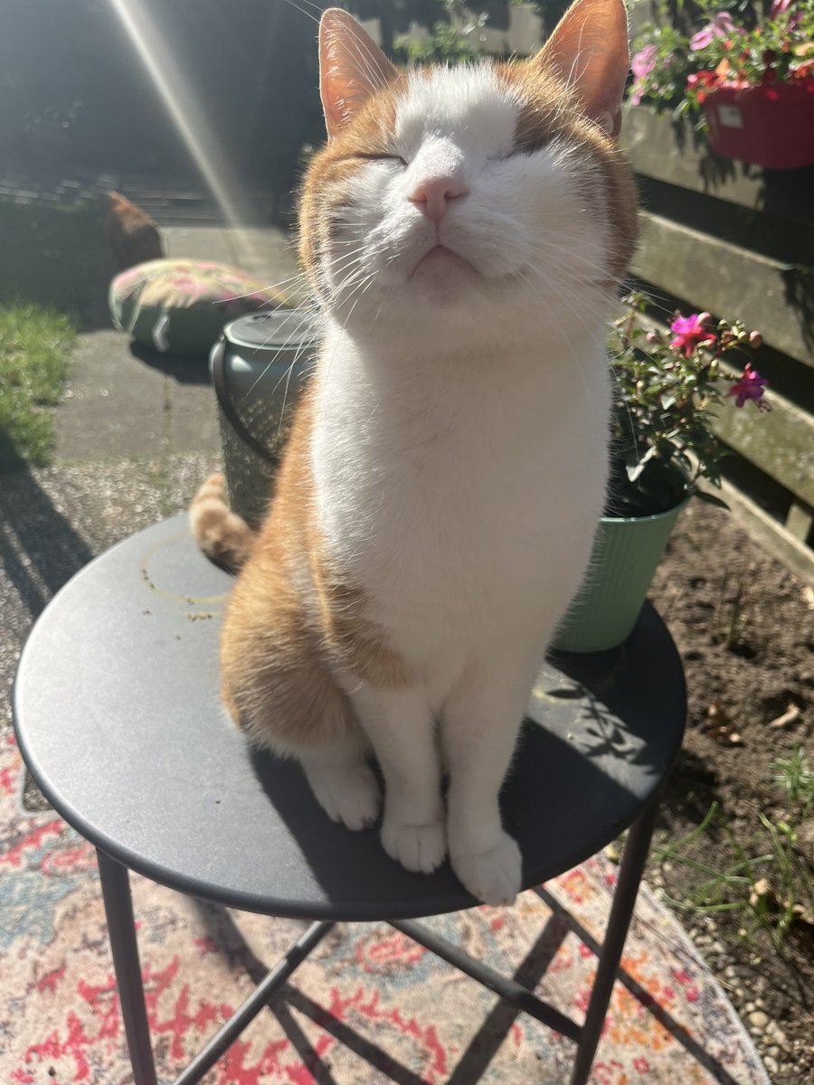 M 🐈 tweet media