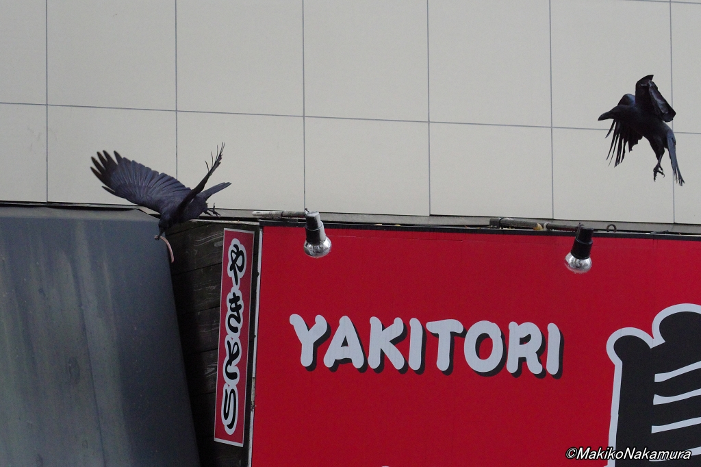 カラスの剥製 ハシボソガラス 希少 NPO法人札幌カラス研究会 on X