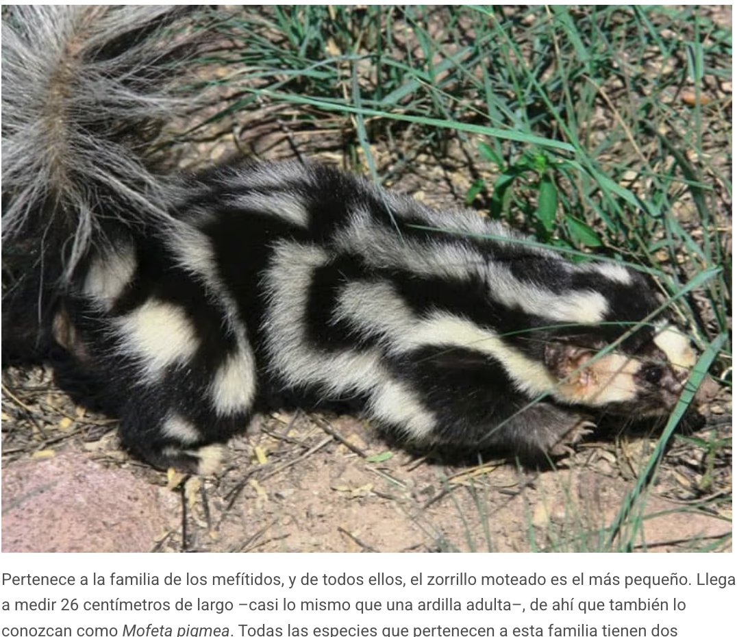 localmx_'s tweet image. #FaunaLocal El zorrillo moteado del sur es uno de los pocos mamíferos medianos de la ciudad. Es pequeño pero peligroso por su olor que tarda semanas en desaparecer. LEE LA NOTA AQUÍ: local.mx/ciudad-de-mexi…