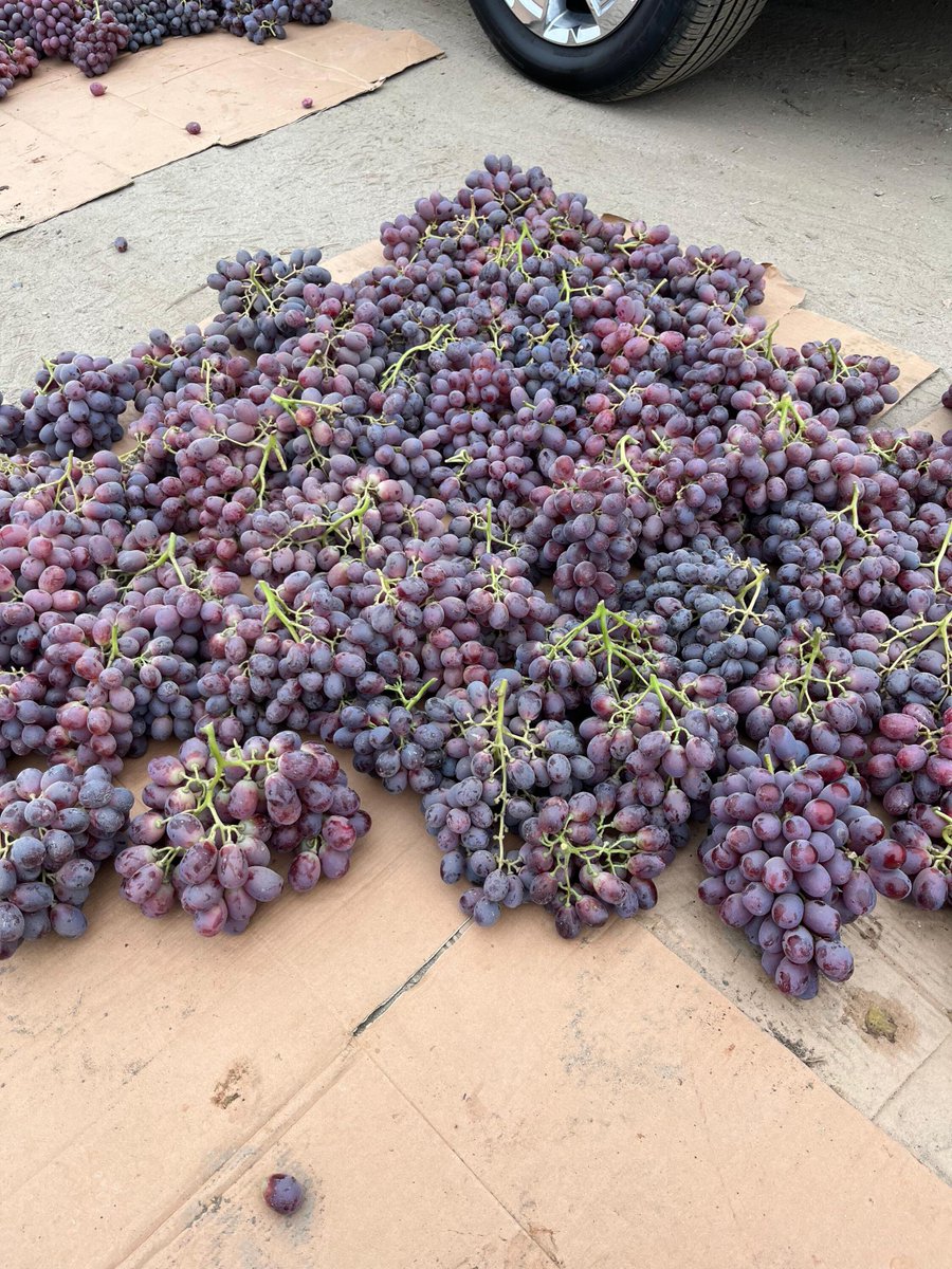 “Jose” shares a pic of the grapes in CA. Because the temps have dropped, the grapes have morning dew.  The grapes must be completely dry before being packed or they will rot before reaching the store. This added step means he is making less boxes &amp; earning less money. #WeFeedYou