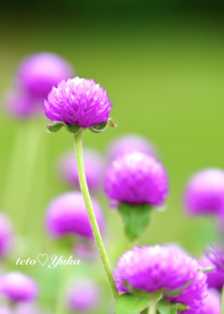 花ページ カード検索 ｜ Z/X - Zillions of enemy X - ゼクス公式サイト