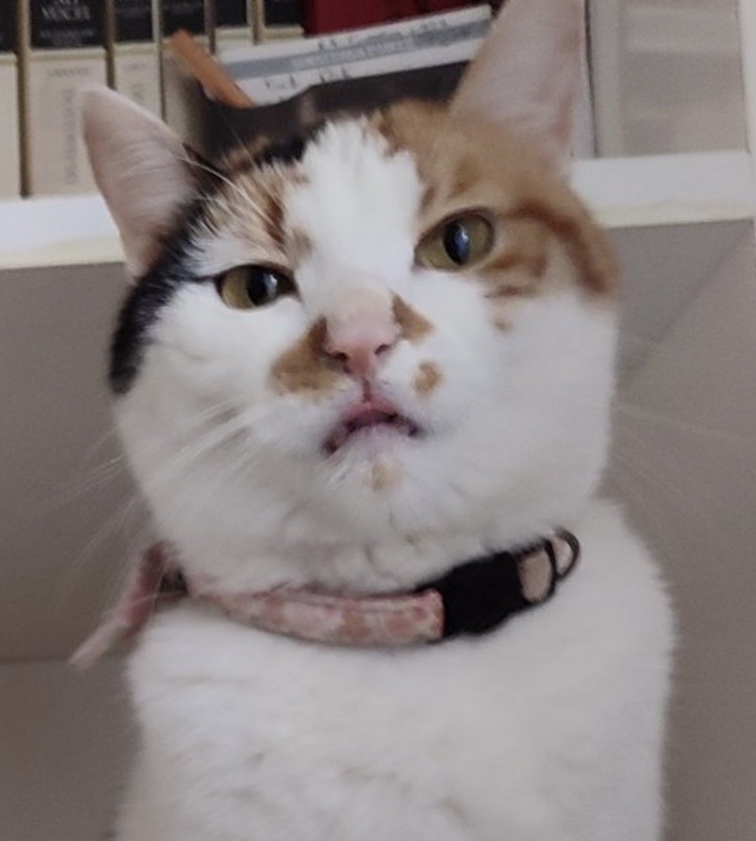 binci sin ıkımı yızmı bilmiyısındır