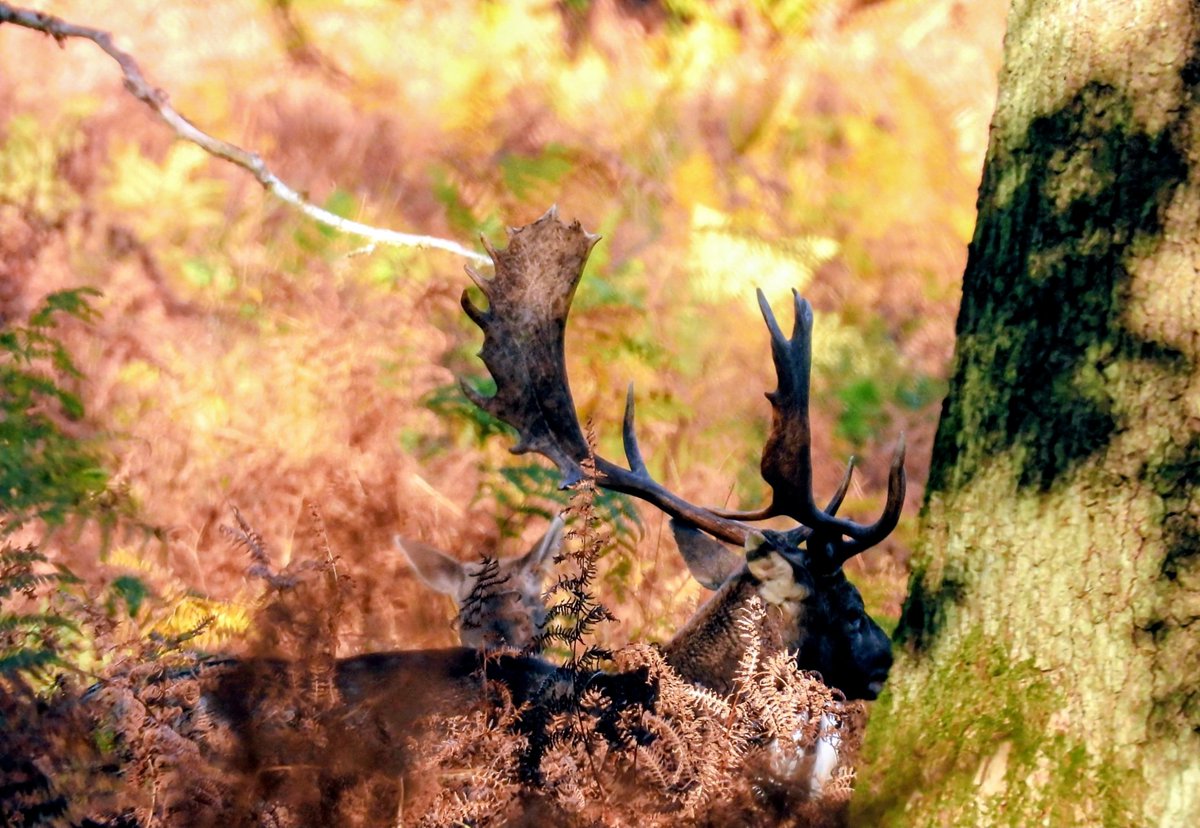 stinger1963's tweet photo. @DunhamMasseyNT 
Autumn colours today were stunning https://t.co/Lrf5B085pu