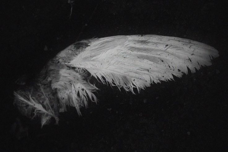 𝘒𝘶𝘳𝘰𝘰 (@sofreggos) on Twitter photo 