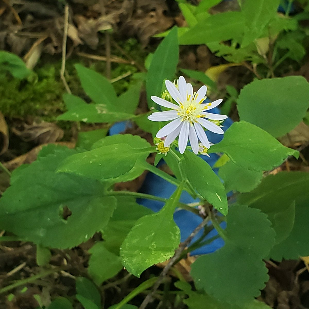 EngineerdSpirit's tweet image. Among the native asters we&apos;ve planted at the picnic area #downonthefarm is this one, the blue wood aster. Its heart-shaped leaves are similar to those of its white-flowering cousin, which we also planted here, but it’s easy to tell them apart, thanks to its light blue flowers.