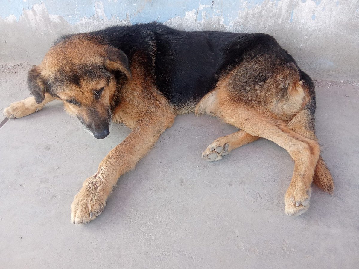 Prisci105's tweet photo. Buenas tardes, este perrito lo han abandonado, y está infectado de garrapatas, y es muy probable que tenga ehrlichia. De verdad, cualquier apoyo para poder comprarle su pastilla antipulgas y ayudarlo a sentirse mejor sería de mucha ayuda. 🥺🙏🙏
Yape: 982922369 https://t.co/UsxAljQVJ6