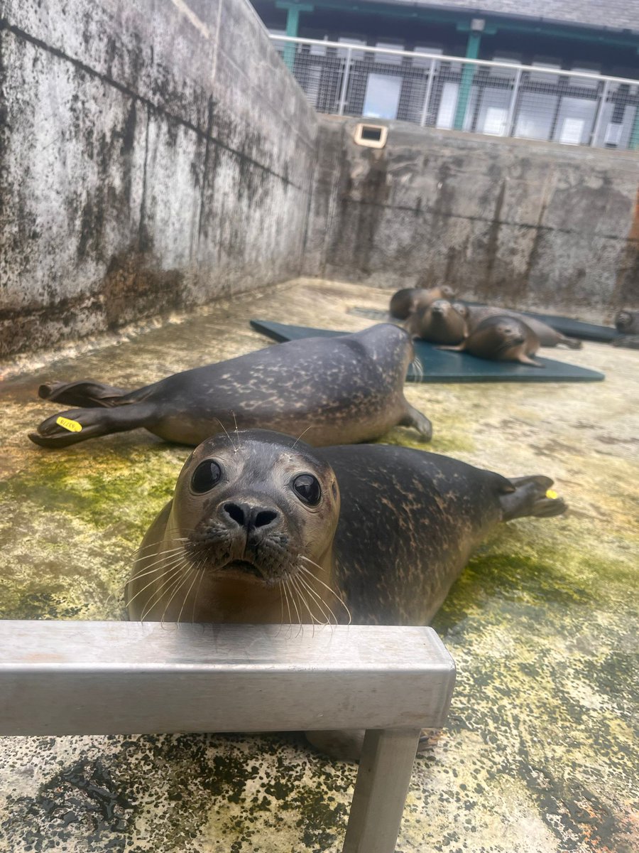 RSPCAEastWinch's tweet image. An empty pool and the weighing scales out, that means a release will happen in  the future 😀 
Carcassonne and Cluedo are arguing over who gets to go first 🦭🌊 #seals #seal