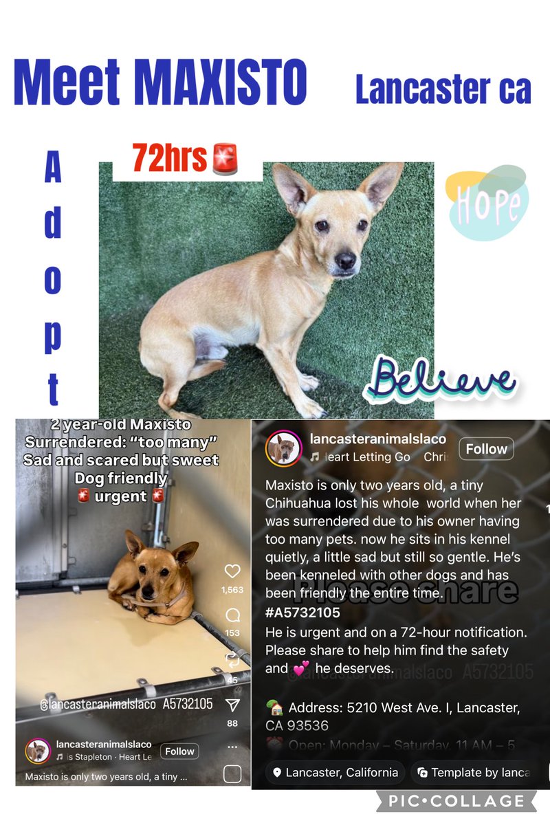 SarahjaneGille1's tweet image. 11/2 MAXISTO #A5732105 #CUI male 2yrs is still Available @AnimaLancaster “TINY PAWS”STRESS URGENCY posted 20 EUTH dogs today ➕deleted numerous posts I created no idea HELP #SAVE a dogs LIFE TODAY ~ #REPOST #TAG #dogswithoutborders #tinypawsandwhiskers #thelittleonesanimalcenter