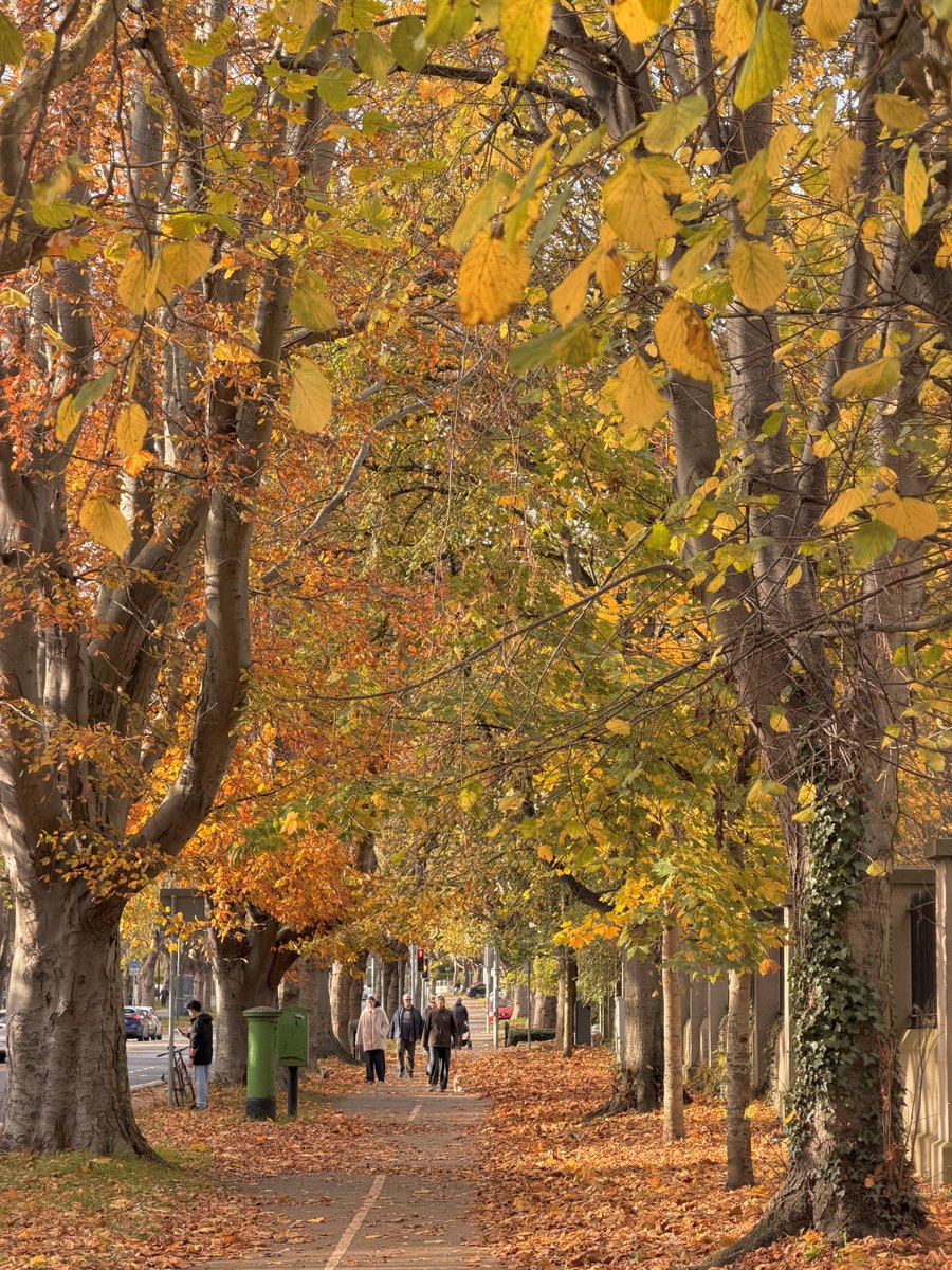 adrianweckler's tweet photo. Last of the Autumn colour in Dublin https://t.co/QmhMp6MoLT